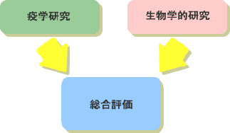 疫学研究の結果と生物学的研究の両者を総合的に評価